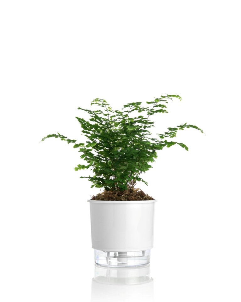 Vaso autoirrigável Raiz N03 branco com uma samambaia plantada e o reservatório transparente na base